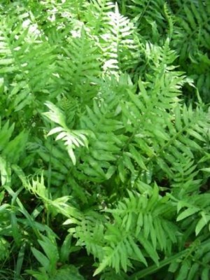 Netted Chain Fern